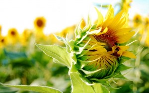 Sunflower-Wallpaper-HD-1024x640