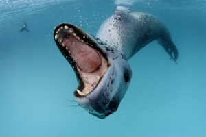 Leopard Seal 